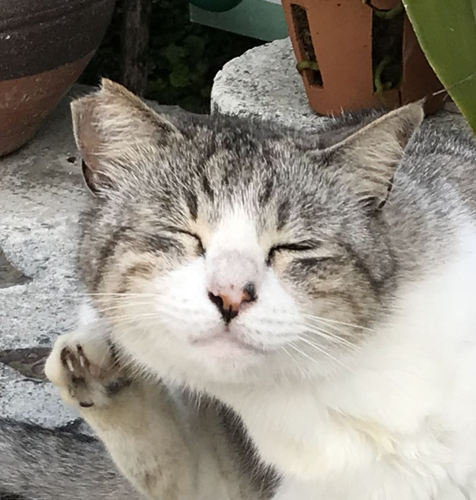 Amazon.co.jp: MF35401 すみっコぐらし 「ねこのきょうだいと